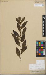 Foto von Salix myrsinifolia Salisb.